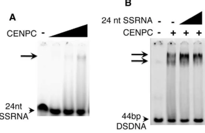 Figure 3. SSRNA causes a supershift of the CENPC/DNA complex. (A) 24 nt SSRNA binds weakly to CENPC