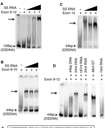 Figure 4. The purified Exon 9–12 domain requires RNA to bind DNA in vitro . (A) The DNA binding domain of CENPC alone does not bind to DNA, however a shifted band becomes evident as increasing amounts of SSRNA are added