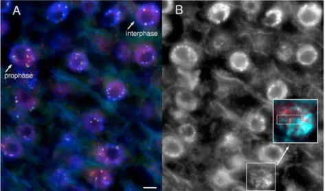 Figure 5D and 5E, and Figure S2). These data suggest that DNA/