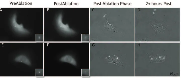 Figure 2. Centrosome irradiation causes a distinct change in cell morphology over a 2 hour period