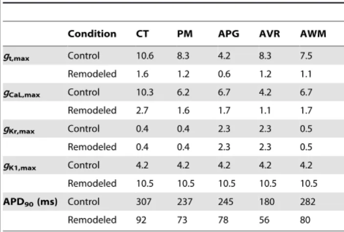Table 2. Conductances and APD 90 of isolated cells in the regions of the model.