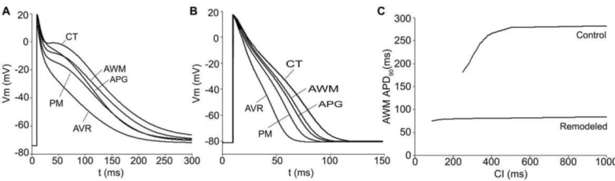 Figure 5A depicts an example of AFL obtained by applying the burst of six ectopic beats in the isthmus of RA (near the CS), 231 ms after the last sinus stimulus