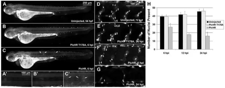 Figure 9. PlcHR reduces endothelial cell numbers in zebrafish embryos. (A–C) Acridine orange staining was used to indicate cell death at the location of endothelial cells in wildtype embryos injected with 2 ng of PlcHR at 6 hpi (arrows)