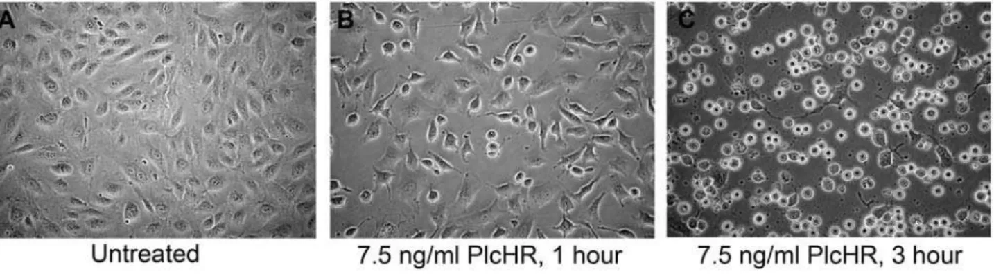 Table 1. PlcHR calcium signaling and mechanism of intracellular calcium release.