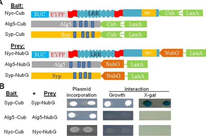 Figure 6D shows that in the presence of intact microsomes, SLucNyc is protected from thrombin digestion