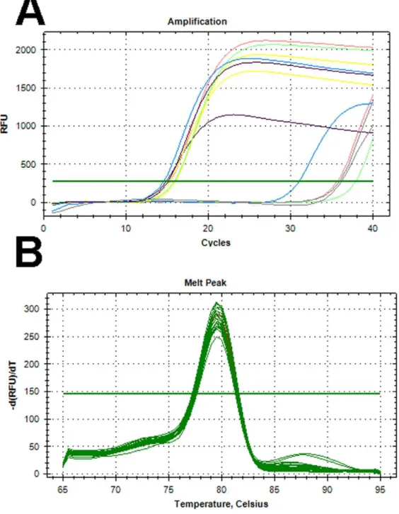 Figure 1. Amplification and melting curves for selected isolates. (A) Amplification curves of three of the eight E