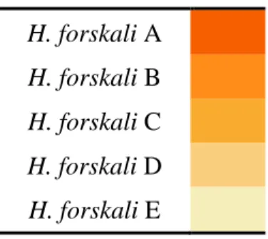 Tabela I – Correspondência entre cada grupo de estudo, H. forskali A, B, C, D e E, e a  cor das respetivas gónadas