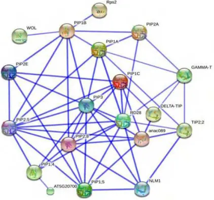 Table 2 Subcellular sites of PIP1s subfamily obtained    from WOLF PSORT. 