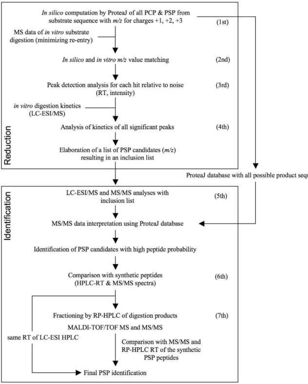 Figure 1. SpliceMet. Applying the computer program ProteaJ on a peptide sequence of choice, m/z values of all theoretically possible proteasomal cleavage (PCP) and splicing (PSP) products are calculated (1 st step)