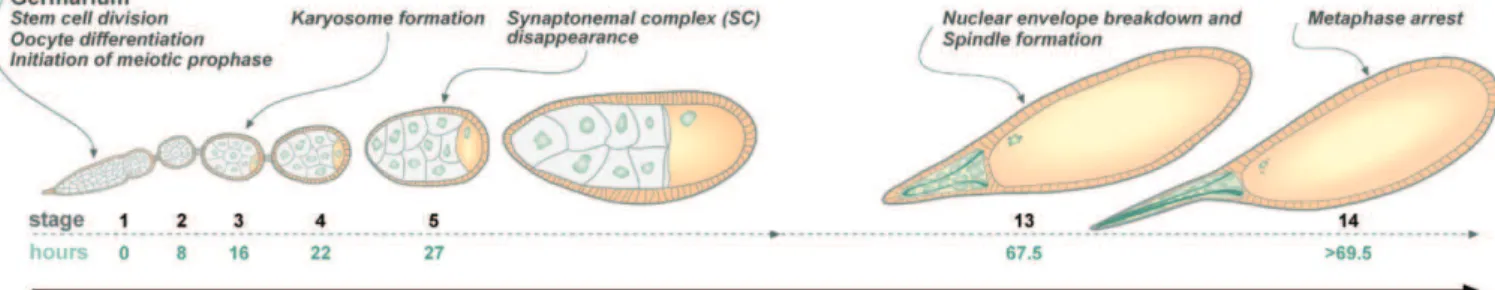 Figure 1. Oocyte Development in D. melanogaster
