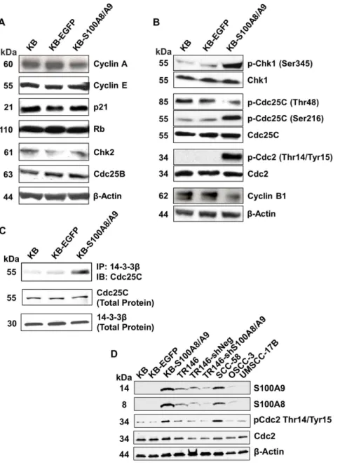 Figure 4. S100A8/A9 modulates G 2 /M cell cycle checkpoint regulating molecules in SCC