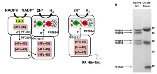 Figure 1. Pyrococcus furiosus heterotetrameric and dimeric soluble hydrogenase I. (a) Model of predicted cofactor contents of the heterotetrameric form of Pf SHI (taken without modification from Sun et al