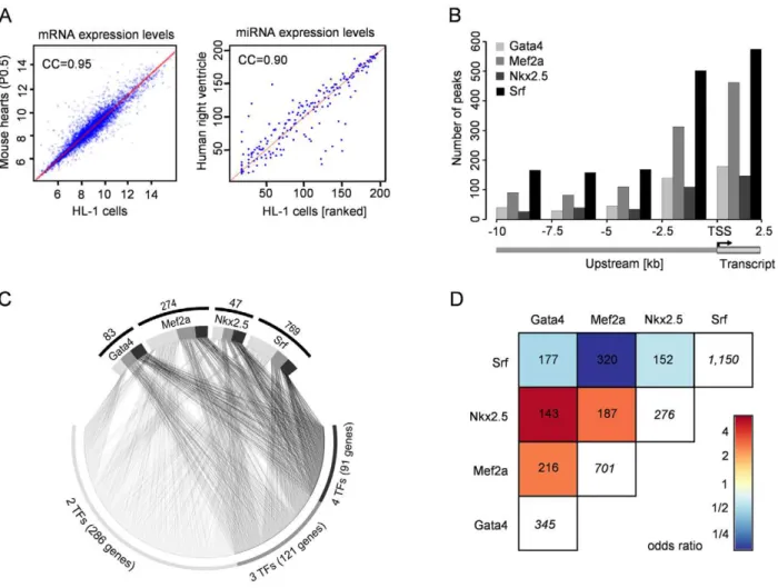 Figure 1. Binding site location and co-occurrence of Gata4, Mef2a, Nkx2.5, and Srf. HL-1 mRNA and miRNA expression profiles are highly comparable to the ones observed in human and mouse hearts