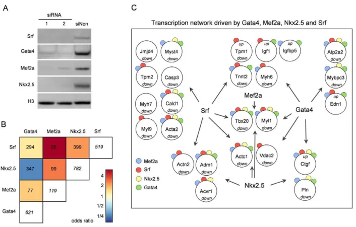 Figure 2. RNAi–induced knockdown of Gata4, Mef2a, Nkx2.5, and Srf. (A) Knockdown efficiency of Gata4, Mef2a, Nkx2.5 and Srf in HL-1 cells using two different siRNAs was analyzed on protein level by Western Blot 48h after transfection