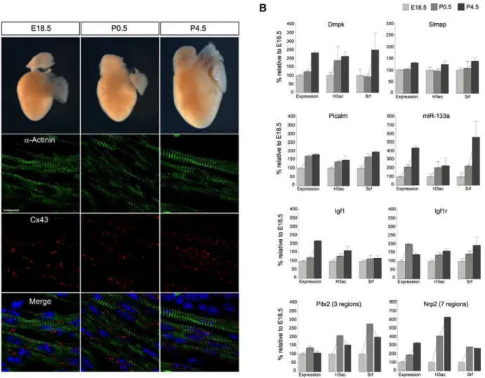 Figure 4. The impact of Srf and H3ac on gene expression in mouse hearts during cardiac maturation