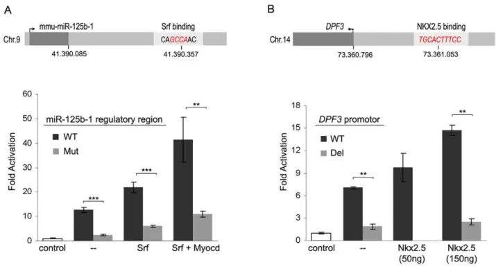 Figure 6. Promoter analysis of miR-125b-1 and DPF3 . (A) Srf ChIP-seq analysis revealed an Srf binding region downstream of mmu-miR-125b-1.