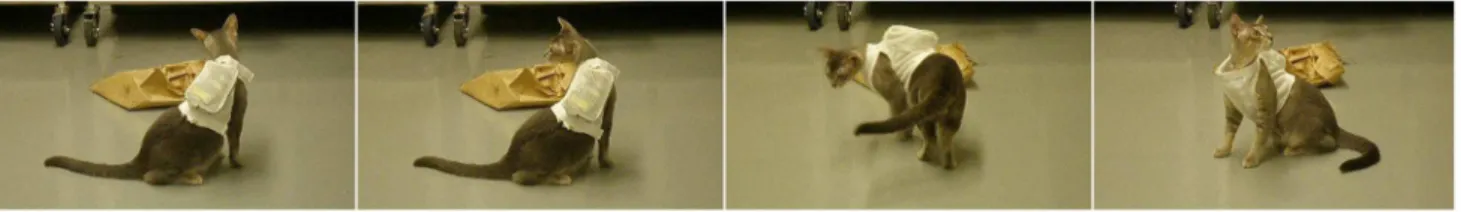 Figure 1. Behavioral responses to cochlear INS seen in the chronically implanted cat. Still images acquired after the chronically implanted laser stimulator was turned on show the cat exhibiting a behavioral response