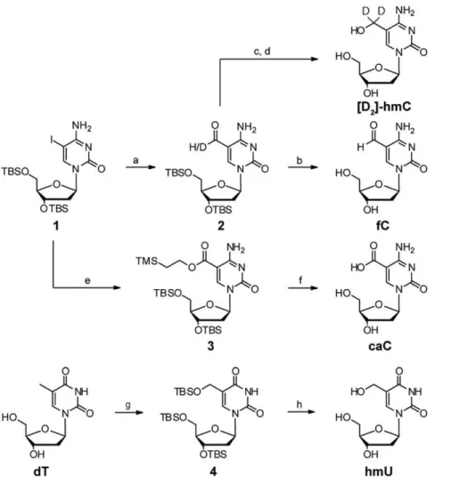 Figure 3. Workflow of the HPLC-MS quantification method. DNA is extracted from any kind of tissue and subsequently enzymatically digested to the nucleosides