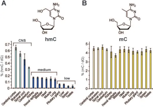 Figure 4. Quantification of hmC and mC in mouse tissue. A) Values of hmC in % of dG. B) Values of mC in % of dG