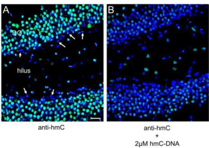 Figure 7. Detection of potential demethylation intermediates caC, hmU, and fC. A) HPLC-chromatogram of the synthesized cytosine and uracil modifications caC, hmC, hmU, mC, and fC as 2 9 -deoxynucleosides showing excellent separation of the compounds