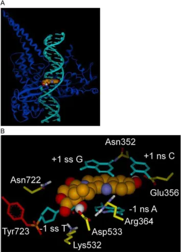 Figure 3. Intercalated model for Top1 interaction with dsDNA and 10-OH CPT. A) Intercalated model; Top1 shown as blue ribbon, dsDNA in teal, 10-OH CPT center (CPK rendering; carbon, bronze;