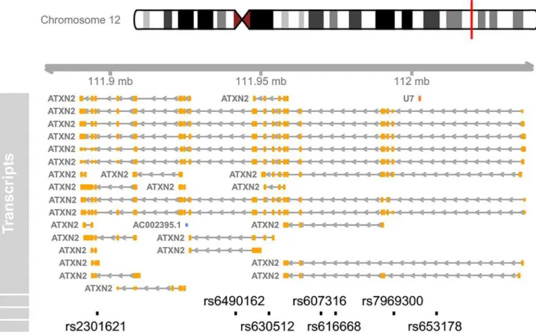 Fig 1. A detailed genomic map for seven SNPs within ATXN2 using Ensembl database. At the top, the relevant chromosome is drawn with the subregion of interest marked in red