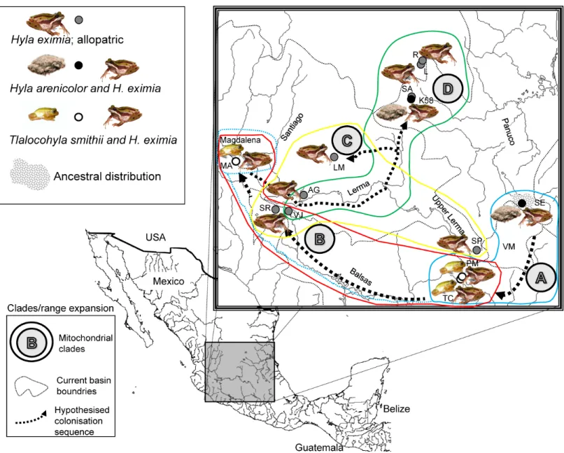 Figure 1 Localities sampled, chorus composition and mitochondrial clades. Hypothesized colonization routes of H