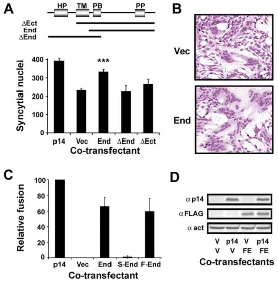 Figure 1. The p14 endodomain peptide enhances p14-induced syncytiogenesis. (A) Top panel: Arrangement of structural motifs in the p14 FAST protein, and the regions present in the N- (DEct) and C- (DEnd) terminally truncated p14 constructs and the endodomai