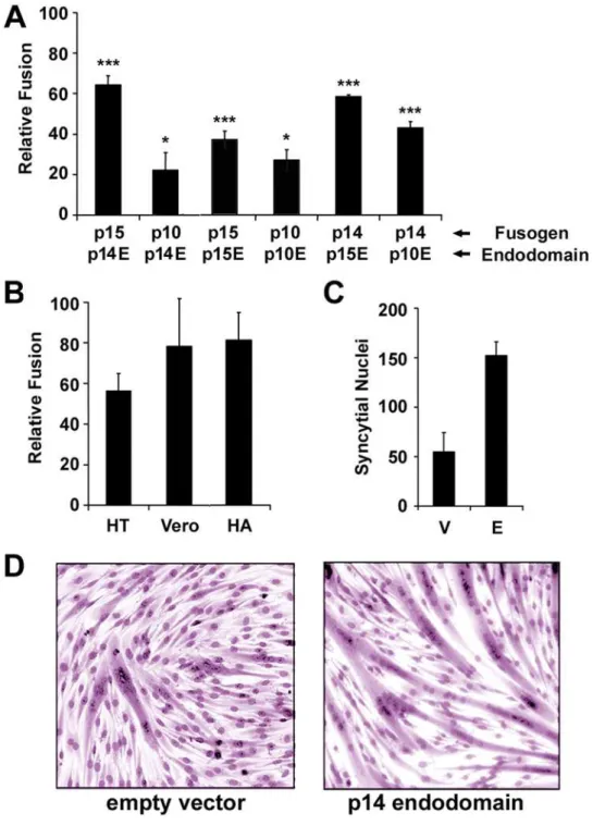 Figure 2. The FAST protein endodomains function as general enhancers of syncytium formation