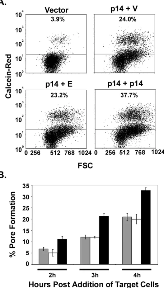 Figure 3. The p14 endodomain functions downstream of stable pore formation. (A) QM5 cells were co-transfected to express p14, EGFP, and either empty vector (p14+V), the p14 endodomain (p14+E), or full-length p14 (p14+p14), and 3 h post-transfection were ov