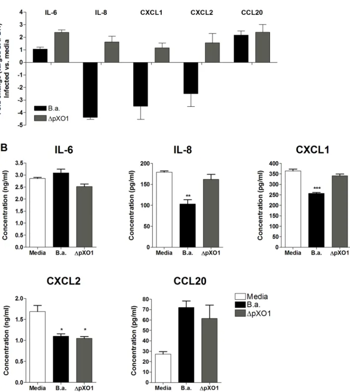 Figure 5. mRNA and protein expression of IL-6, IL-8, CXCL1, CXCL2 and CCL20 in hBMEC upon infection with B