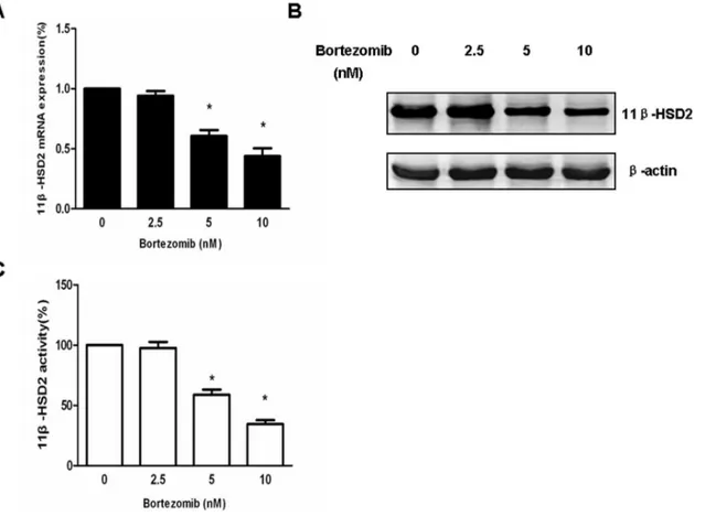 Figure 5. Bortezomib dose-dependently inhibits 11b-HSD2 mRNA and protein expression as well as enzyme activity