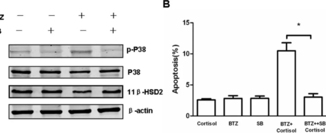 Figure 6. The effects of the p38 MAPK inhibitor on increased sensitivity to cortisol in Jurkat cells pretreated with bortezomib
