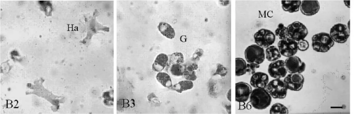 Fig. 2 Ciona intestinalis main hemocyte types in B2, B3 and B6 bands separated through a discontinous Percoll  density gradient