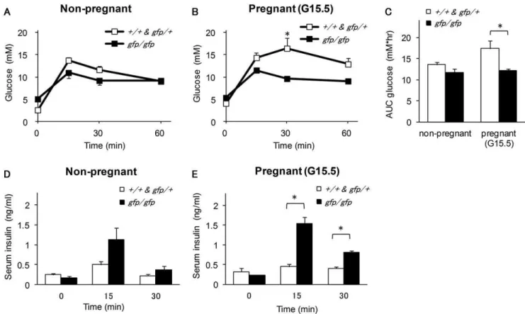 Figure 3. Oral glucose tolerance test (OGTT) in non-pregnant and pregnant Gcg gfp/gfp mice
