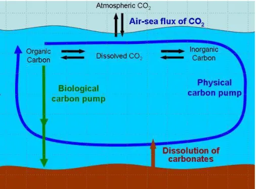 Fig. 1. Schematic of the oceanic carbon cycle, including air-sea flux, biological pump, physical pump and dissolution of carbonates.