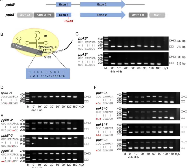 Fig 4. The Prp4 kinase independence of the ppk8 intron can be changed by mutations in the exon1/5’ splice site