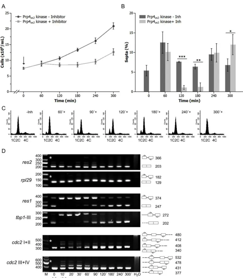 Fig 1. Prp4 as2 kinase and its inhibition with 1NM-PP1 in fission yeast. (A) A strain with the genotype h −s prp4-as2 was grown at 30°C to early log-phase.