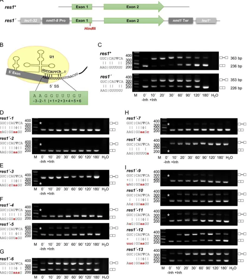 Fig 3. The Prp4 kinase dependence of the res1 intron can be changed by mutations in the exon1/5 ’ splice site