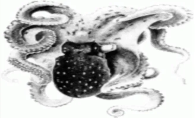 Figura 2. Ilustração Octopus Vulgaris (FAO, 2012) 