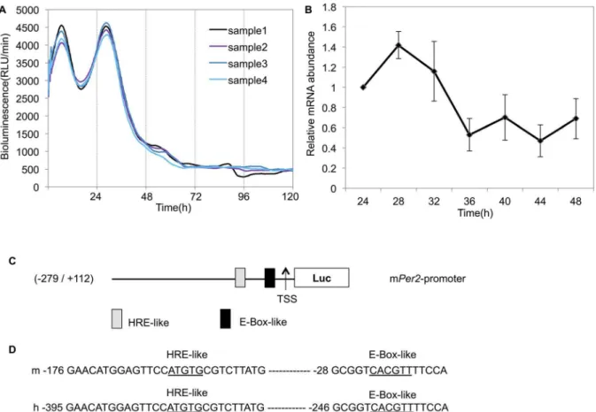 Figure 1. Rhythmic expression of Per2 in Caki-2 cells. (A) All renal cancer cell lines were transfected with the Per2 promoter reporter (2 mg) and the bioluminescence was then measured using a real-time monitoring assay