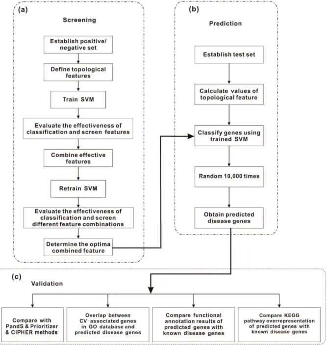 Figure 1. Flowchart of the eCTFMing method. This flowchart contains three mainly steps: (a) Screening of optima combined feature, (b) prediction strategies and (c) validation followed throughout this study.