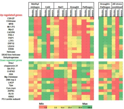 Fig 5. Transcript profiling of sunflower genotypes varying in stress tolerance under individual and combined stresses