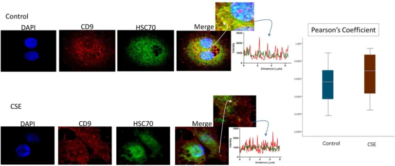 Fig 4. Colocalization of exosome marker HSC70 and CD9 in AECs. Control (untreated AECs) (top panel) have a similar amount of HSC70 (green) colocalization with CD9 exosome marker (red) compared to AECs exposed to CSE (bottom panel)