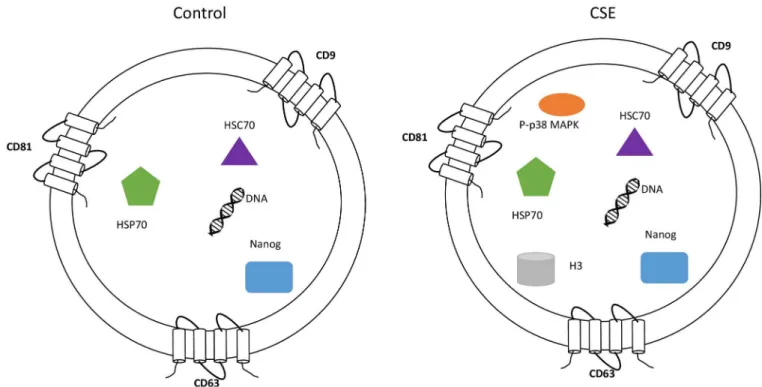 Fig 10. Characterization of AEC exosomes. The exosomes isolated from untreated (control) and CSE treated primary AEC carry cargo representative of the state of the origin cell