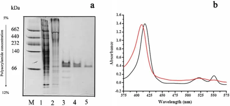 Figure 1. Involvement of cytochrome c in lactate oxidation of P. stutzeri SDM. (a) Native-PAGE of cytochrome c in P