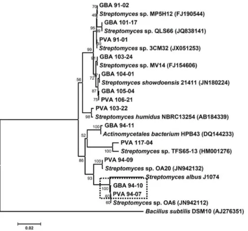 Figure 2. Comparison of growth and differentiation of Streptomyces spp. PVA 94-07 and GBA 94-10, and S