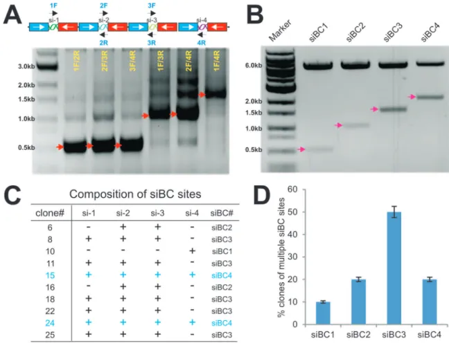Figure 2. Construction and characterization of pSOK vectors that express multiple siRNAs targeting human b-catenin