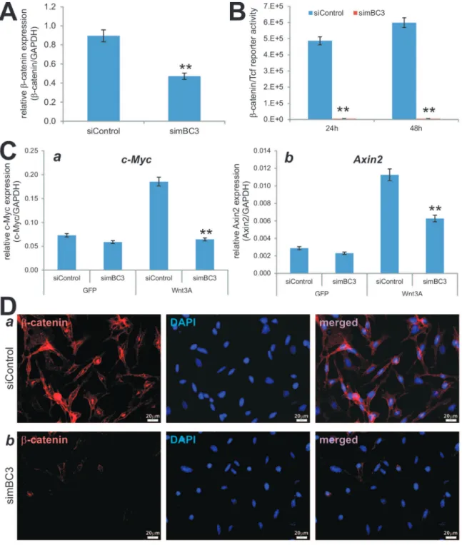 Figure 4. Multiple siRNAs targeting mouse b-catenin simBC3 effectively inhibit canonical Wnt signaling activity in iMEFs