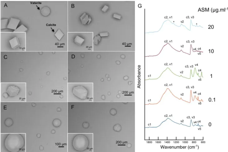 Figure 4. SEM images of CaCO 3 crystals grown in vitro with the addition of different concentrations of ASM: (A) 0 mg.ml 21 , (B) 0.1 mg.ml 21 , (C) 1 mg.ml 21 , (E) 5 mg.ml 21 , (E) 10 mg.ml 21 and (F) 20 mg.ml 21 